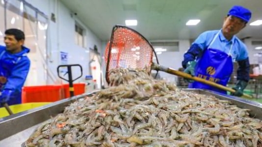 The rise of novel shrimp farming techniques in China