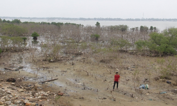 Mangrove forests dry out, leading to consequences