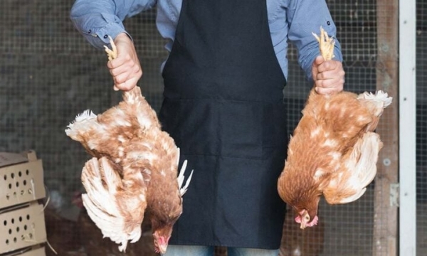 Dilution of poultry welfare standards in the UK criticised by campaigners