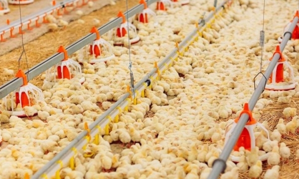 Active walking in broiler chickens – a flagship for good welfare