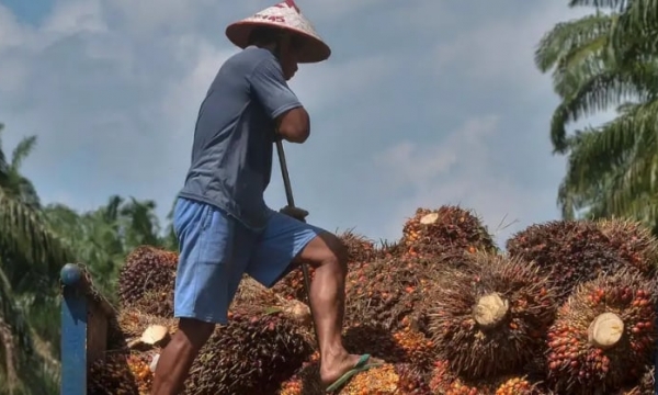 EU palm oil ban: Malaysia, Indonesia seek trade justice