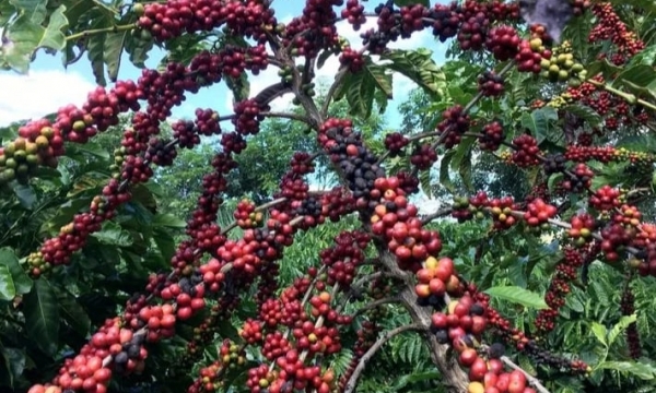 Brazil heading to rare sequence of rising coffee crops