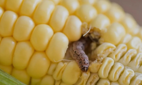 Experts uncover new information about invasive armyworm that destroys corn crops