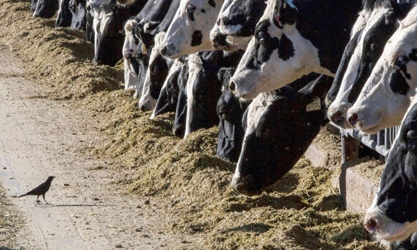Bird flu discovered in U.S. dairy cows is ‘disturbing’