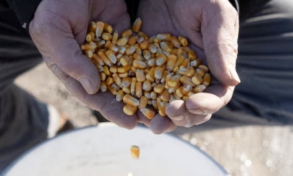 Heavy US corn market seeks to avoid acreage bomb on Thursday