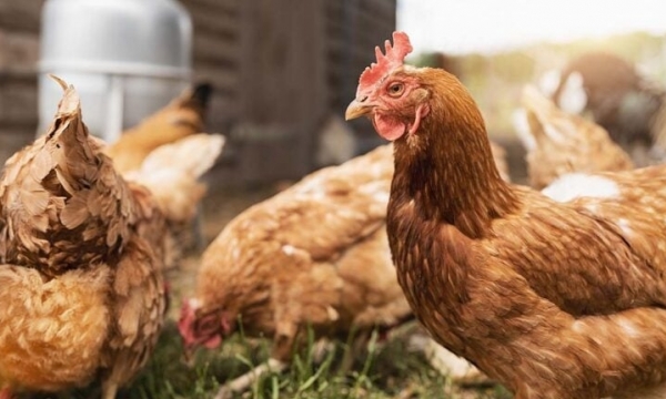 New laying hen welfare standards paused following industry criticism