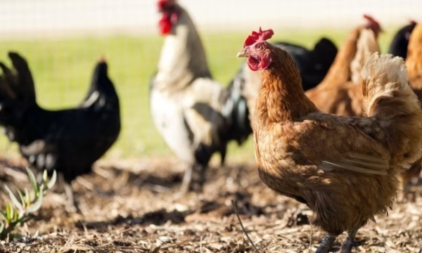 EU states agree to curb Ukrainian poultry imports to pacify farmers