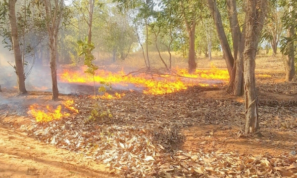 Bình Thuận báo động cháy rừng nguy hiểm