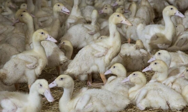 French getting a grip on avian influenza
