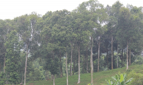 Lợi ích của trồng rừng đạt chứng chỉ FSC
