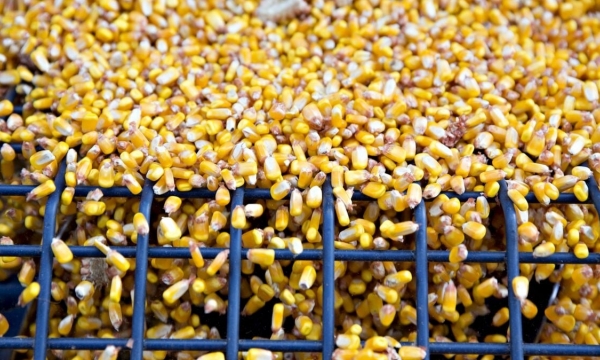 Chinese buyers cancel corn shipments as Beijing supports farmers
