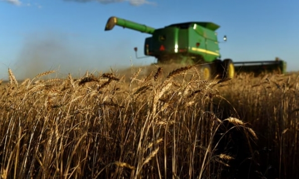 US wheat farmers face bleak crop economics as grain oversupply hits