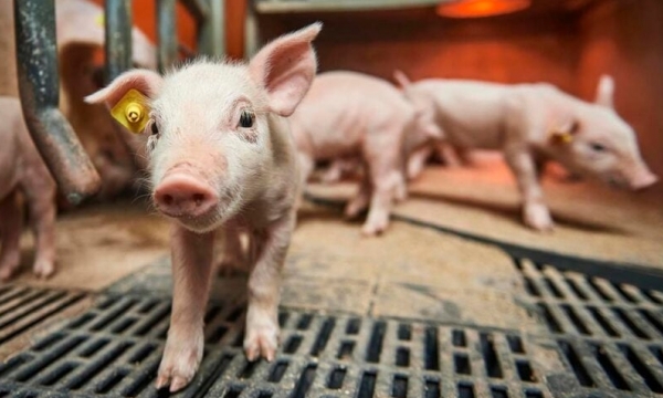 Breeding goals: Succeed in increasing piglet survival rate