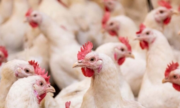 Worst ever UK outbreak of avian influenza declared over