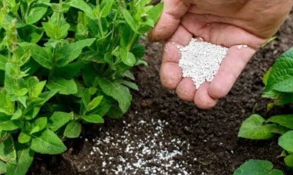 North America specialty fertilizer market projected to surpass USD 14 billion by 2030
