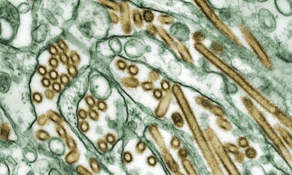 USDA publishes H5N1 influenza A virus genetic sequences
