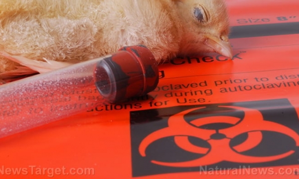 Bird flu raises concern of WHO