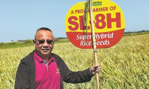 Hybrid rice market expands in Asia