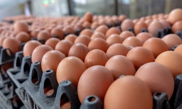 European project aims at sustainable and resilient egg production