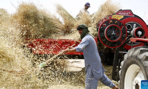 Chinese agricultural technology transforms oilseed harvesting landscape in Pakistan