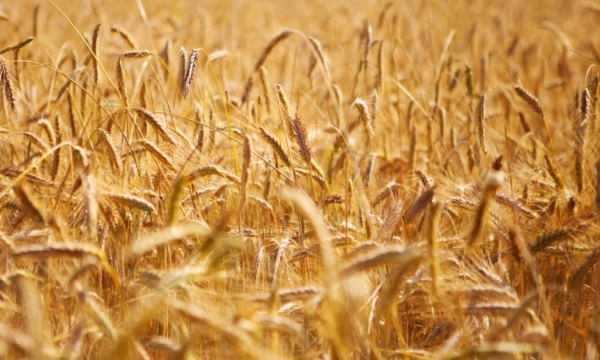 Stress, disease, viral impacts expected in US wheat