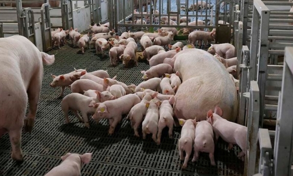 Rabobank: Pork production returns to profitability