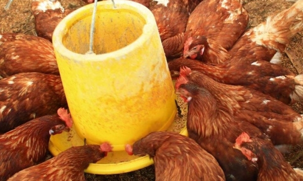 Further pause in introduction of new standards for laying hens
