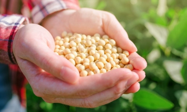 US soy exporters off to worst new-crop start in 23 years amid China’s absence