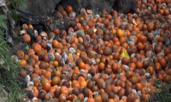 Vườn cam cuối vụ hơn 2.000 tấn ở Tuyên Quang rụng như sung