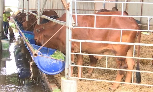 Sử dụng đệm lót sinh học trong chăn nuôi bò