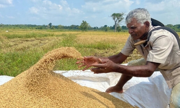 Thế giới sẽ thiếu khoảng 8,6 triệu tấn gạo trong năm 2024