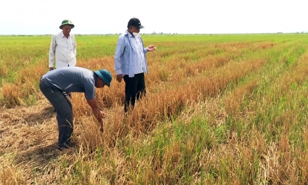 Khoảng 800 ha lúa ở Thừa Thiên - Huế có nguy cơ thiếu nước tưới