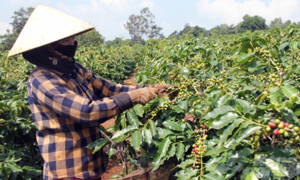 Coffee replanting in Quang Tri Province needs a push
