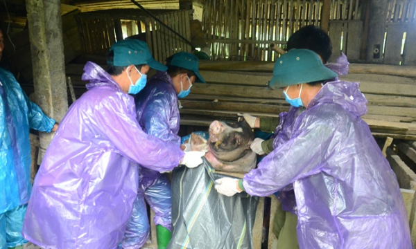 Tạm đình chỉ công tác 2 cán bộ thú y huyện Sơn Dương