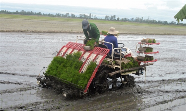 Kiên Giang: 8 huyện, thành phố chuyển đổi nông nghiệp bền vững
