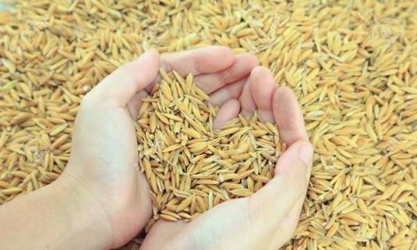 Thái Lan lộ chương trình áp giá lúa gạo mới