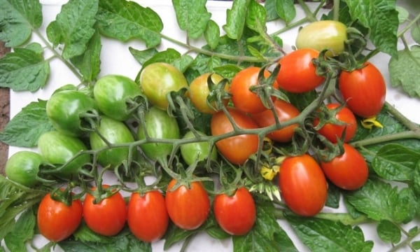Một số giống cà chua 'tí hon' thương hiệu Việt