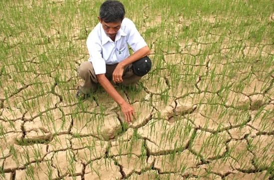 Hàng vạn héc ta lúa ở Nghệ An có nguy cơ chết khô vì hạn hán