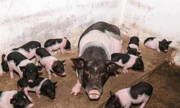 Ký kết tiêu thụ thịt lợn Móng Cái tại Hà Nội
