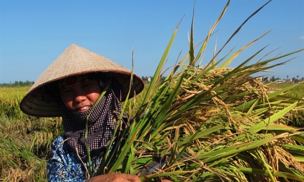 Nghệ An phấn đấu gieo trồng 109.000 ha vụ Hè Thu - Mùa 2019