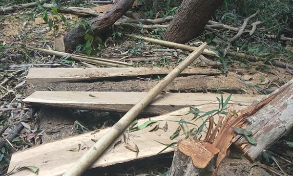 Vụ tàn sát rừng ở Krông Pa: Ai chịu trách nhiệm?