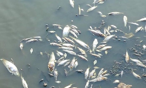 Campuchia dùng lục bình chặn đứng nạn cá chết hàng loạt