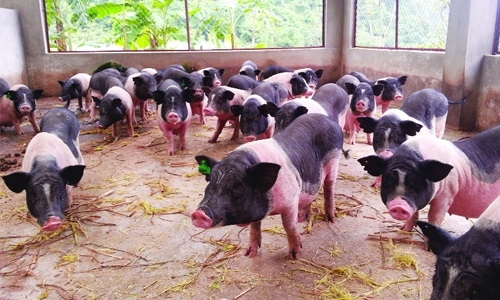 Thành phố Móng Cái kêu gọi cộng đồng hỗ trợ tiêu thụ 600 lợn Móng Cái