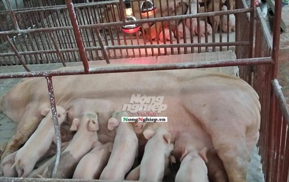 Mang lợn dịch tiêu hủy sát trại lợn tiền tỷ của dân