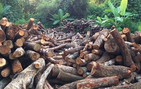 Cao Bằng: Thu giữ hơn 15m3 gỗ rừng tự nhiên