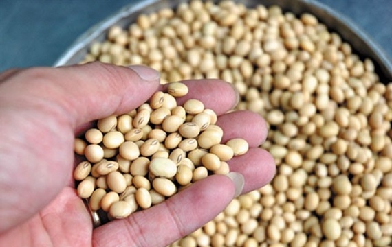 Công dụng của hạt đậu tương và đậu nành