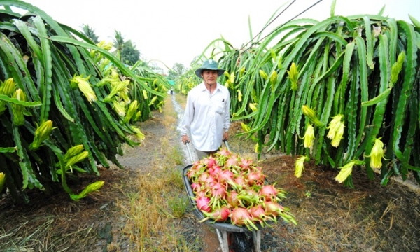ĐBSCL: Sản xuất cây ăn quả bền vững