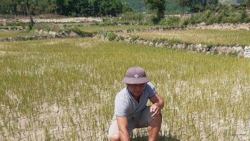 Thừa Thiên - Huế: Hàng trăm ha lúa có nguy cơ mất trắng vì 'khát nước'