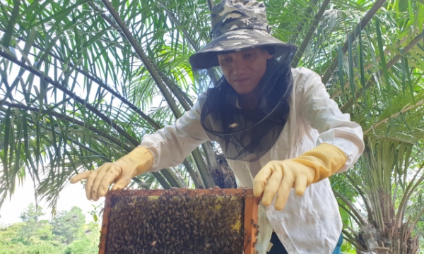 Hà Tĩnh: Liên kết nuôi ong, thong dong đếm tiền!