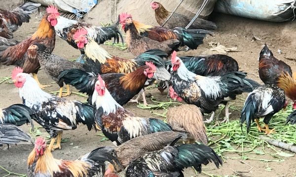 Tái cơ cấu chăn nuôi ở Tiền Giang: Nông dân chuyển hướng nuôi gia cầm